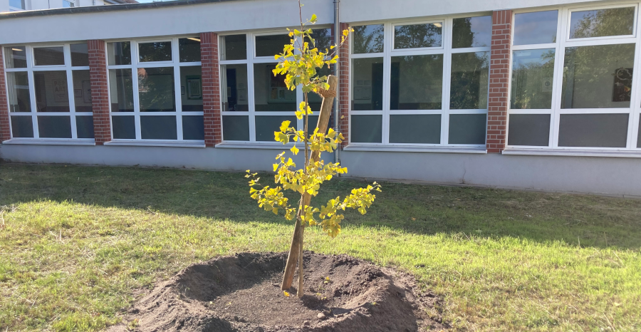 Ginkgo-Unser-Friedensbaum-2022